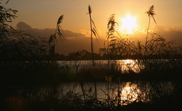 La foto. Il tramonto tra le canne della laguna di Santa Gilla nella magnifica immagine di una lettrice