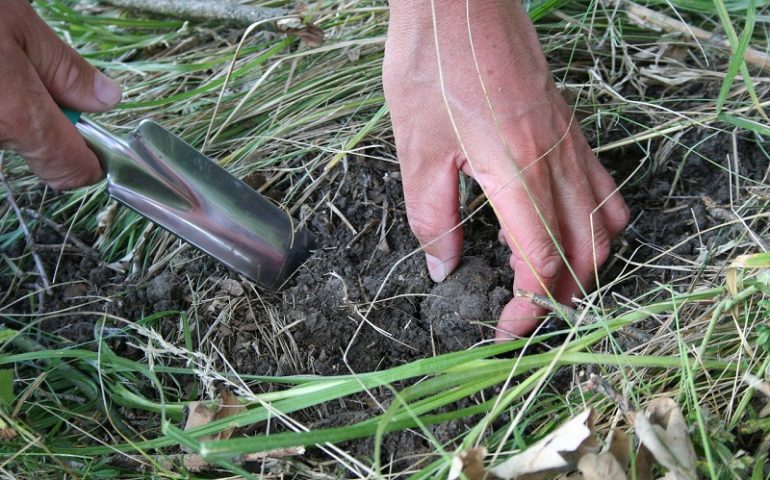 Tartufi, che passione: nasce l’Associazione dei Tartufai della Sardegna