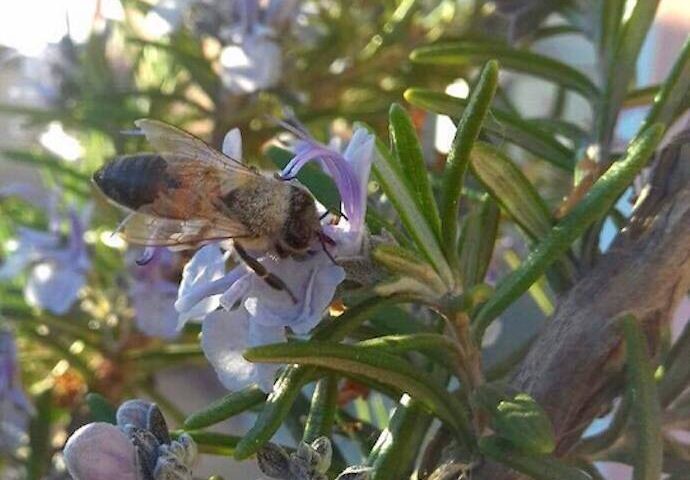 Le foto dei lettori. “Api sul rosmarino in fiore”, esplode la primavera sarda