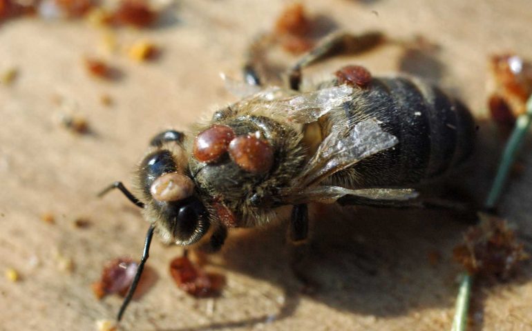 Trovare un rimedio alla malattia delle api: uno studio congiunto delle Università di Cagliari, Sassari e Mar del Plata