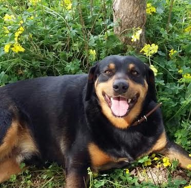 È stato adottato da una famiglia il cane che aveva vegliato l’amico morto in un incidente stradale