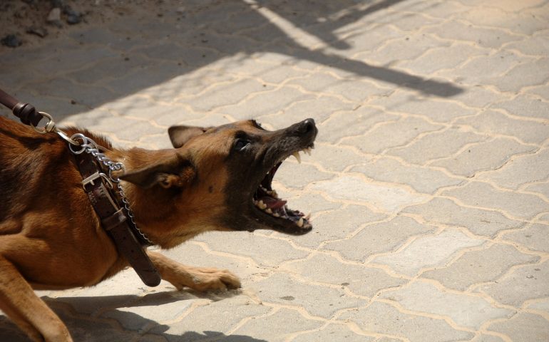 Osini. Un cane vaga da solo per il paese e aggredisce un bambino. Denunciato il proprietario