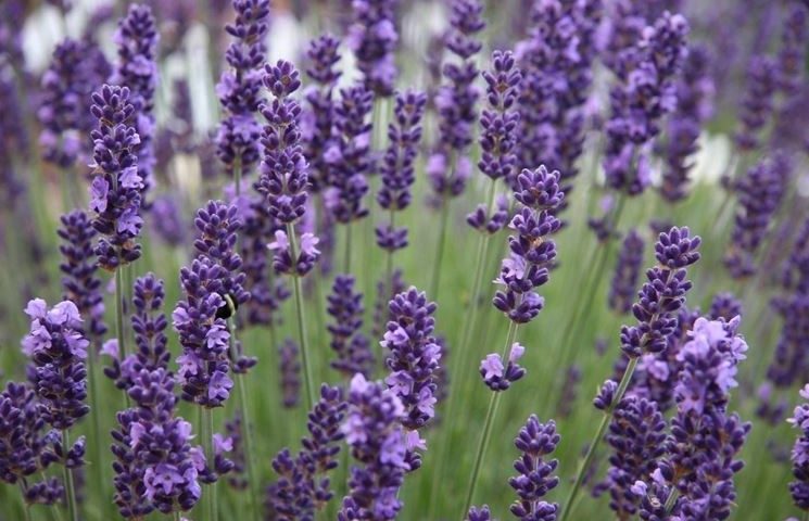 Passeggiare per il Sinis e sentire il profumo della Provenza: a Riola l’unica piantagione di lavanda in Sardegna