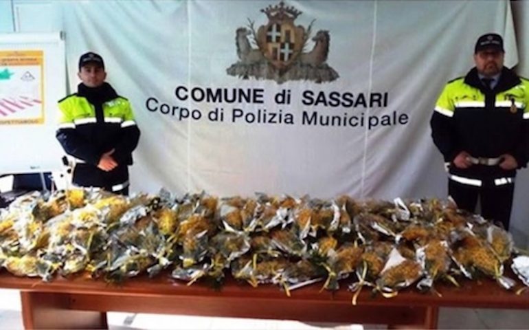 Il caso. Il maxi sequestro di mimose a Sassari. Giusta punizione o condanna troppo severa?
