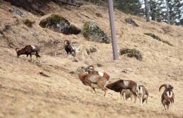 La fotonotizia. Mufloni sardi “in vacanza” in Val di Fassa