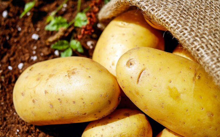 Patate