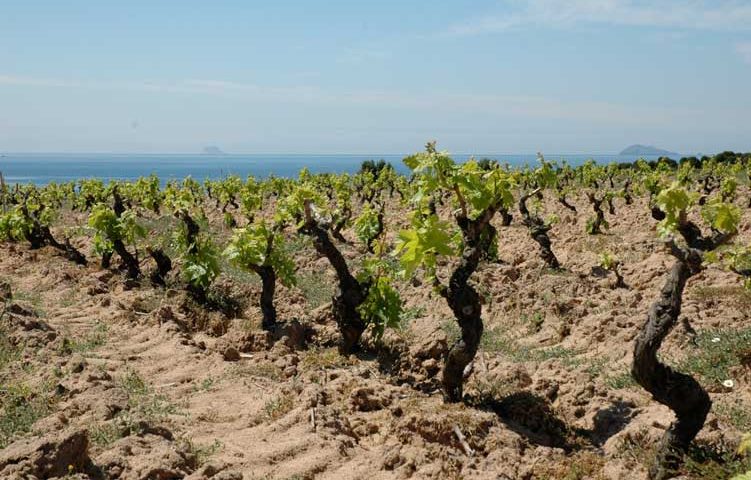 Dopo il Vermentino e il Cannonau al Vinitaly di Verona è stato il grande giorno del vitigno Carignano. Domani sarà presentata la Vernaccia