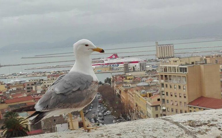 La foto del giorno. “Il guardiano della città” di Alessandro Pigliacampo