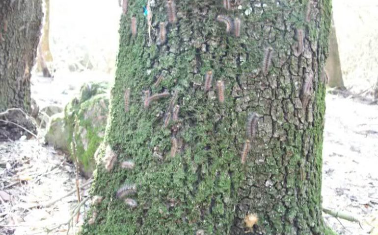 Attacco alle querce da sughero, arrivano i soldi dalla Regione per combattere il micidiale lepidottero Lymantria