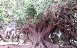 In Sardegna si trova l’albero più antico d’Italia: un olivastro di 4mila anni