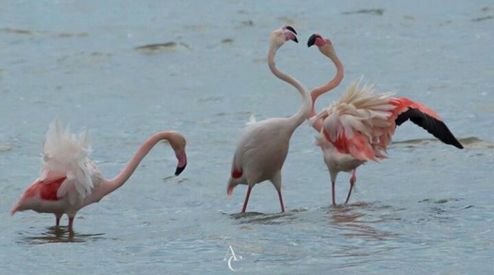 La foto del giorno: Corteggiamento “a forma di cuore” tra i fenicotteri della laguna di Elmas