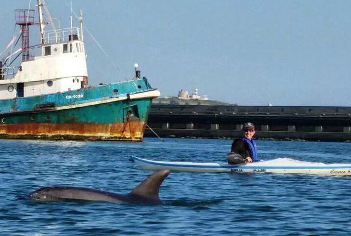 Cagliari, un delfino si avventura nel porticciolo di Su Siccu e gioca a rincorrere i canoisti