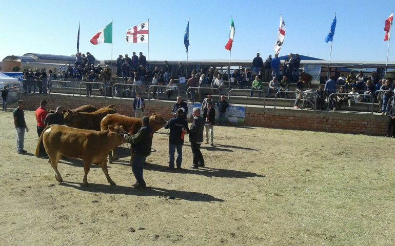 I bovini sardi sono sempre tra i migliori. Exploit dell’allevamento del campione nazionale Pietro Oggiano nella prima giornata della mostra di Ozieri