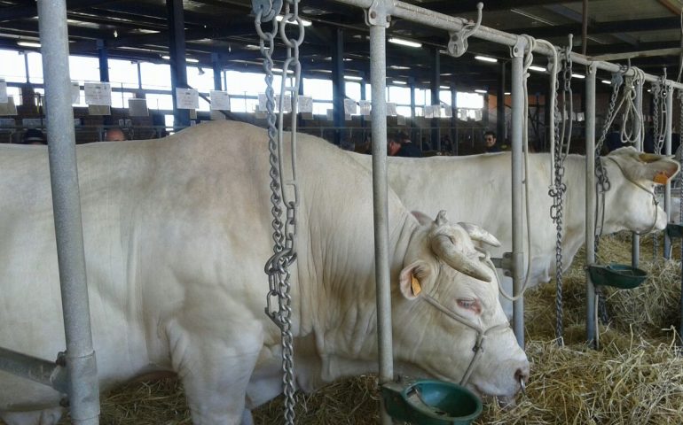 Mostra regionale dei bovini di Ozieri: sfilata di un centinaio di capi di razza Limousine e Charolaise
