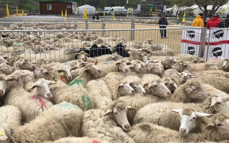 In un video l’emozionante arrivo delle pecore isolane a Cascia. Gli umbri ringraziano: “Onore ai pastori sardi, siete i benvenuti”
