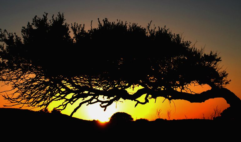 La foto. Gli effetti scenografici del maestrale sugli alberi e del sole al tramonto nella piana di Portoscuso
