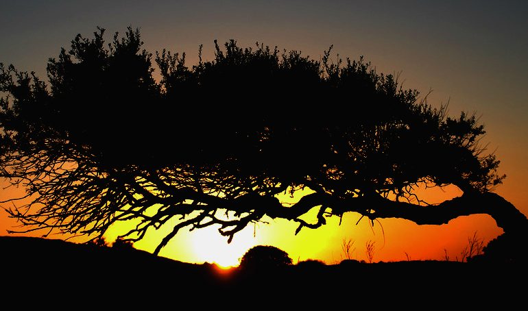 La foto. Gli effetti scenografici del maestrale sugli alberi e del sole al tramonto nella piana di Portoscuso