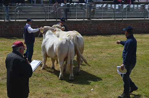 I tori della Sardegna sono tra i migliori d’Europa. La Sardegna ai vertici nazionali nel settore dei bovini da carne