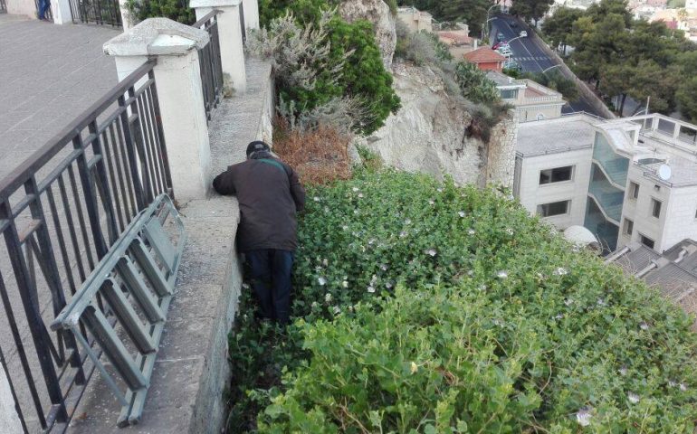 La foto. Capperi, che passione: un signore intento a raccogliere i saporiti boccioli a due passi dal precipizio