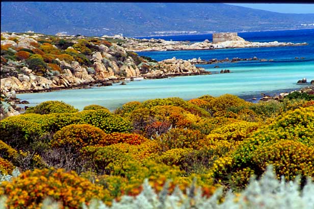 Le piante rare dell’Asinara saranno utilizzate per produrre cosmetici. Nasce Farmasinara, progetto di studio e lavorazione delle piante dell’isola