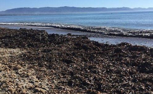Guerra alle alghe, i tecnici del Comune di Cagliari ripuliscono la spiaggia del Poetto dalla posidonia