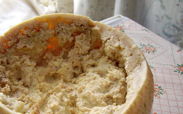 Casu Marzu, i segreti del formaggio definito dal Guinness dei Primati “il più pericoloso al mondo”