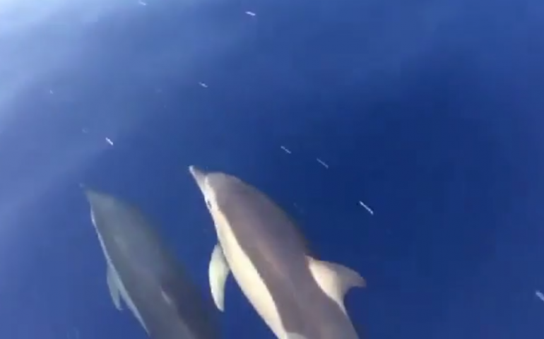 La danza dei delfini nel mare d’Ogliastra. L’emozionante video di Fabrizio Piras (VIDEO)