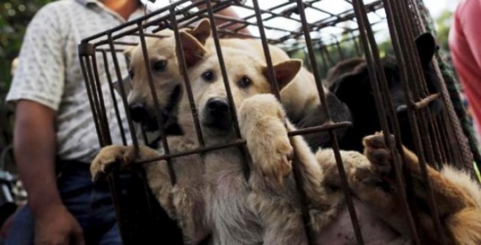 “Operazione Yulin”, per la prima volta a Cagliari Action Project Animal, i volontari che in Asia salvano cani e gatti dalla macellazione