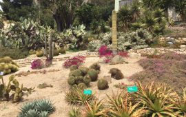 La zona "Deserto" presente all'Orto Botanico e le piante succulente 