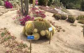 La zona "Deserto" e le piante succulente che risiedono nel sito