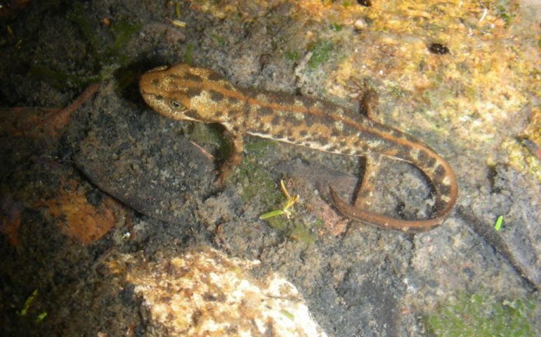 Lo sapevate? In Sardegna vive il geotritone (o euprotto) sardo: l’anfibio più raro d’Europa