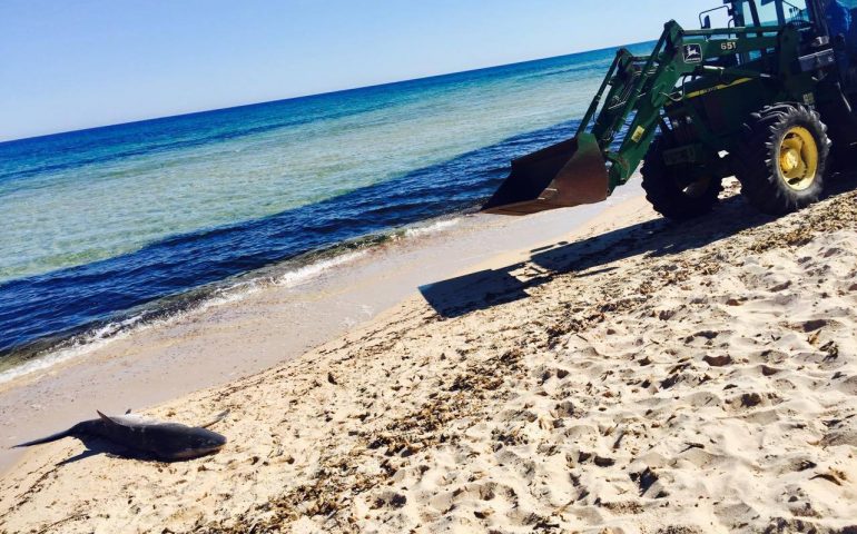 Rimosso lo squalo trovato morto questa mattina a Santa Margherita di Pula