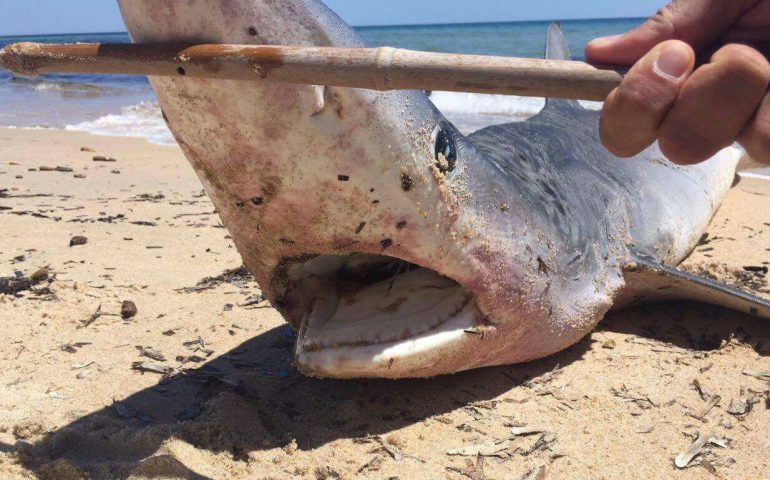 Squalo di due metri ritrovato spiaggiato a Santa Margherita di Pula