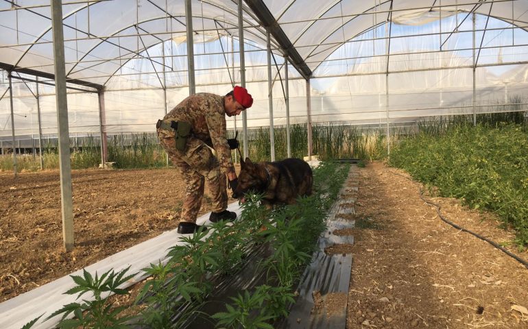 Coltivava una piantagione di marijuana nella sua azienda agricola di Sardara: arrestato agricoltore di Pabillonis