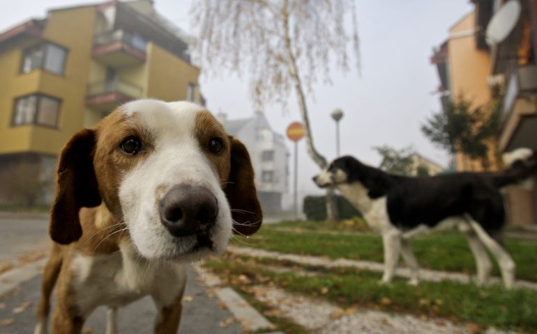 Decimomannu, contributo economico per chi adotta un cane randagio: l’iniziativa mira anche a salvaguardare l’igiene pubblica e la sicurezza