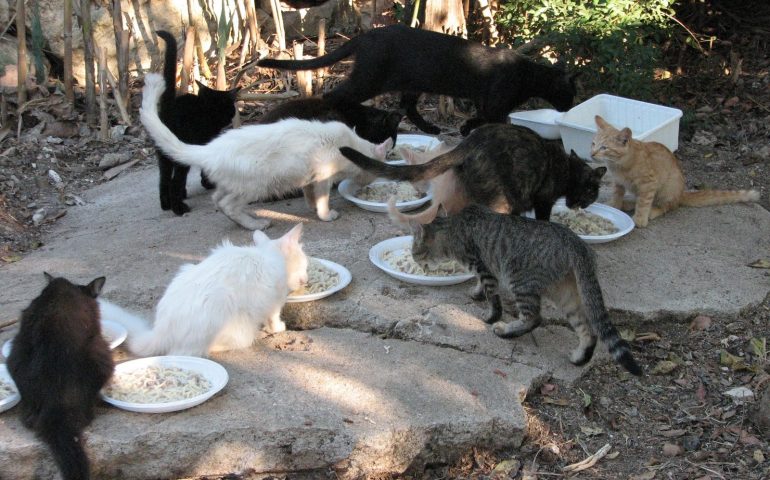 Macabra scoperta a Quartu: gattini tagliati in due con un’arma da taglio affilata