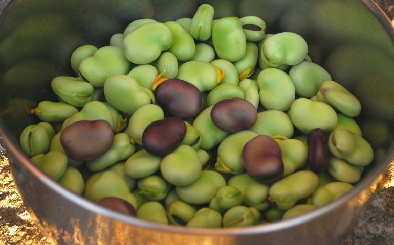 Le fave: sapevate che sono i legumi più coltivati in Sardegna?
