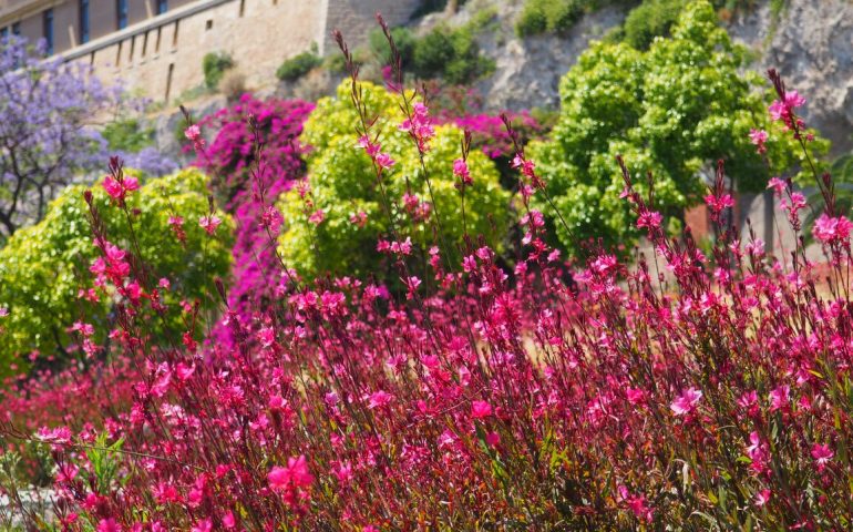 La foto del giorno. Fiori e infinite sfumature di colori nel nuovo giardino di via Badas