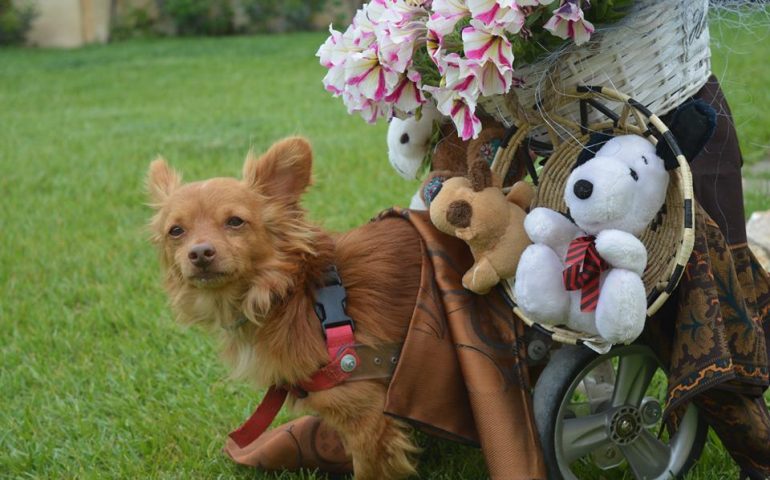 Life, il “cane (disabile) tracca”, addobbato per Sant’Efisio