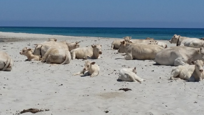 La foto. Mucche in cerca di refrigerio sulla spiaggia di Bèrchida