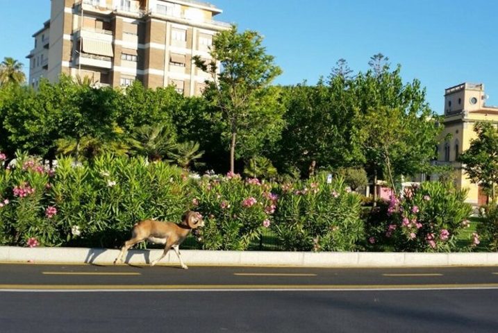 Incredibile a Olbia: un muflone girovaga per la città poi, spaventato, cade in acqua e muore