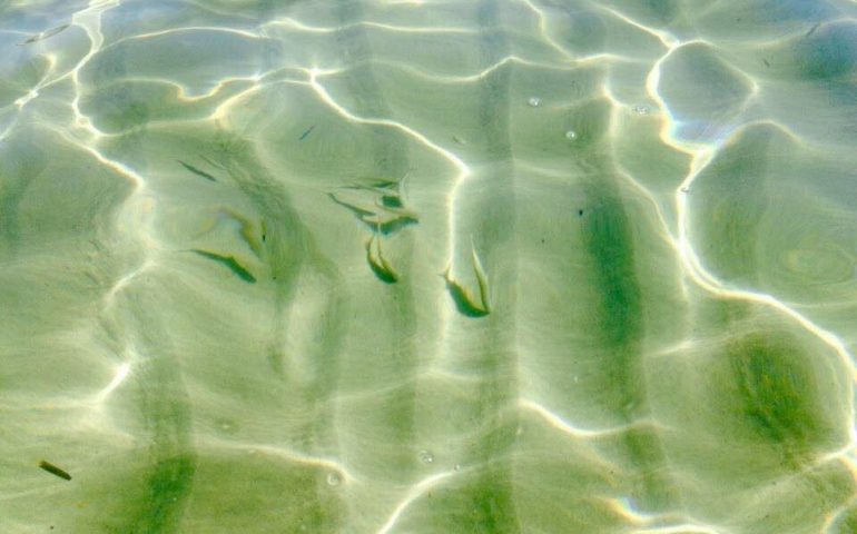 Ecco il mare che ci regala a maggio la nostra isola: pesci e trasparenze spettacolari