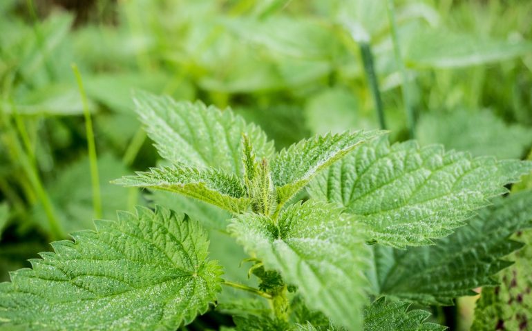 L’ortica, usi e proprietà di una delle piante medicinali spontanee sarde più preziose e versatili