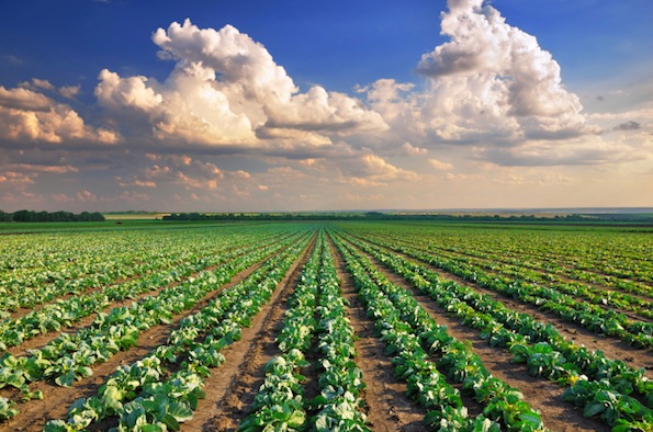 Imprenditori agricoli: nuovi incentivi per i giovani che stanno ripopolando e innovando le campagne