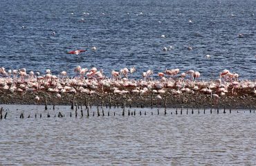 fenicotteri cagliari