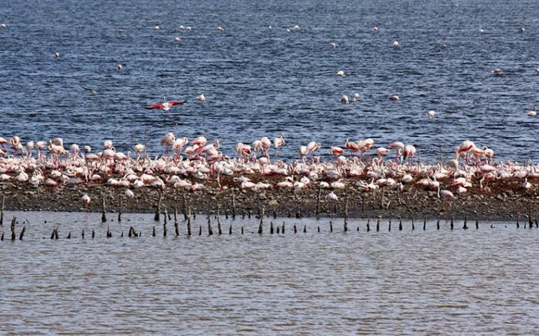 fenicotteri cagliari