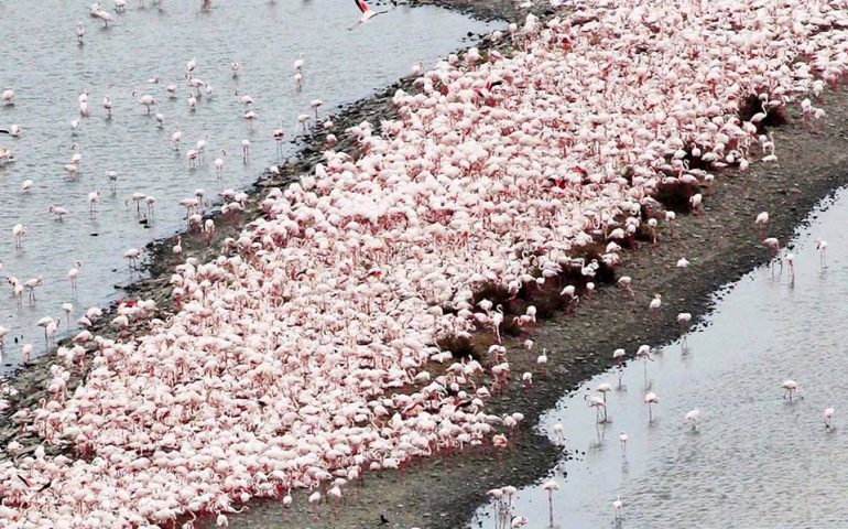 Le splendide immagini dei fenicotteri che nidificano e covano nella laguna di Molentargius: le foto di Alessandro Pigliacampo per Vistanet