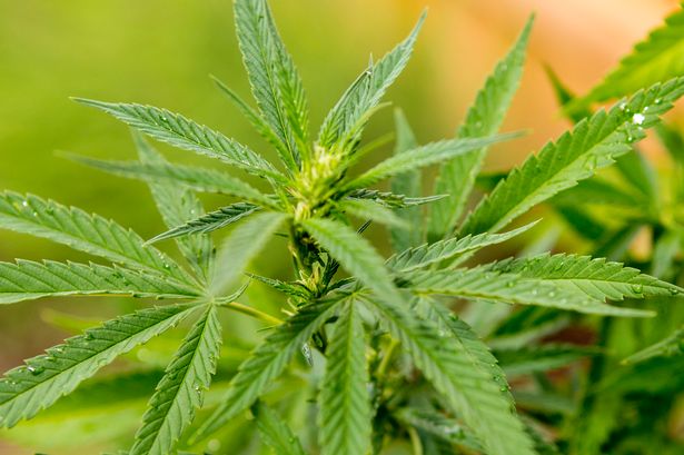 Tumore al pancreas: molecola della cannabis triplica la sopravvivenza