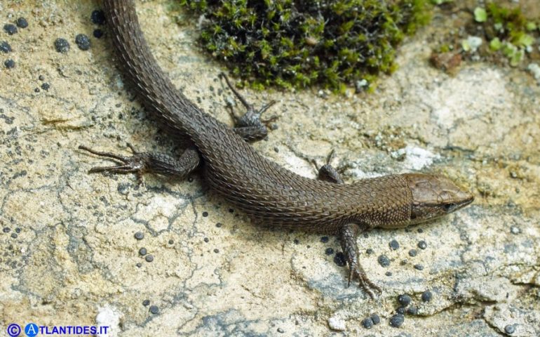 Lo sapevate? A Caprera vive l’Algiroide Nano: la lucertola più piccola al Mondo