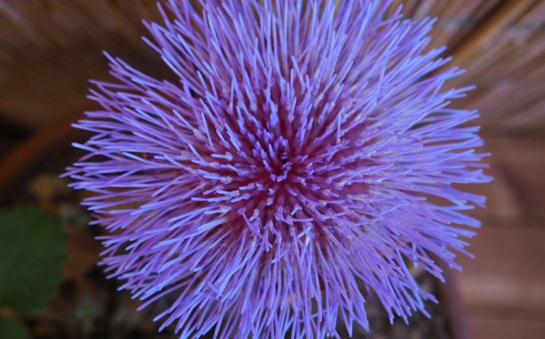 La foto del giorno: il fiore che non ti aspetti. Da quale pianta proviene?